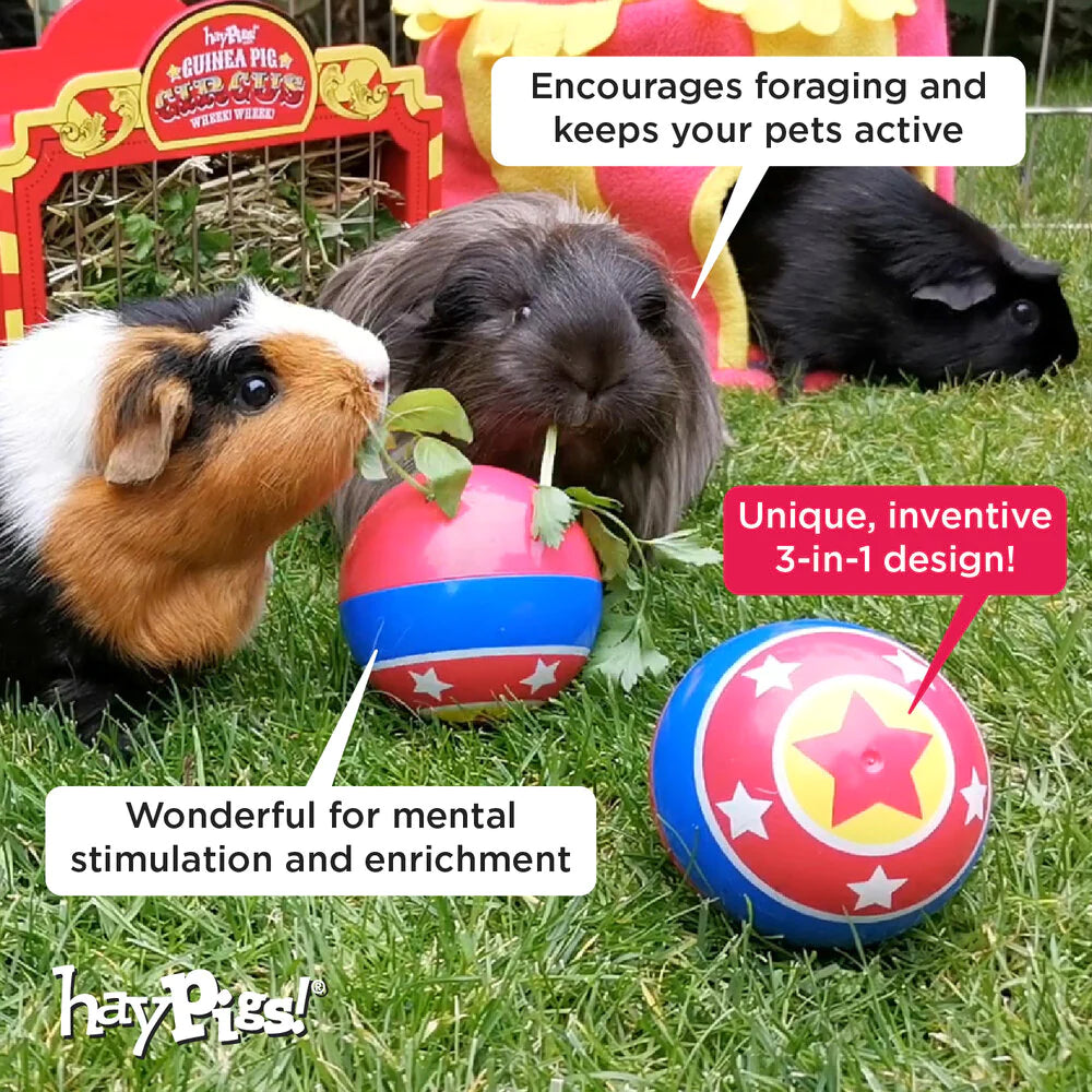 Guinea pig ball deals